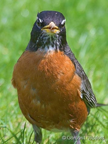 Robin Closeup_48954.jpg - Photographed in Ottawa, Ontario - the capital of Canada.